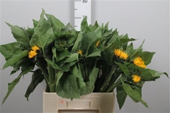 Helian An Sunrich Or 60cm 12