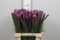 Liatris Spicata 65cm