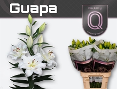 Li Or Du Guapa