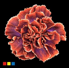Dianthus St The Joker