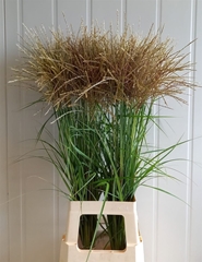 Misc Si Fern Osten W 85cm