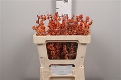 Ilex Winter Gold 50cm