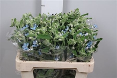 Oxypetalum Coeruleum
