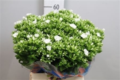 Phlox P Whitecap 60cm 13