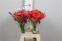 Zant Orange Pride 65cm