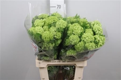 Viburnum Roseum St 60cm