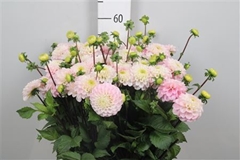 Dahl Ball Wizz Of Oz 55cm