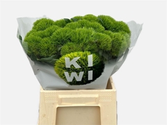 Di Barb Kiwi Mellow 45cm Ex