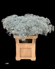 Gyps Colortreated 80cm