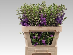 Cons R Q Viole Lilac 90cm