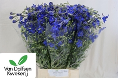 Delph En Volkerfried 60cm 34