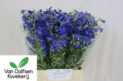 Delph En Volkerfried 50cm 34