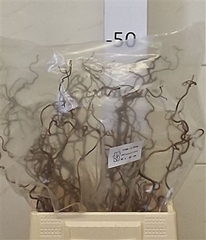 Coryl Av Contorta 40cm