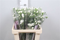 Di Tr Artic 60cm 23