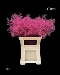 Limonium Cerise + Glitter Bio