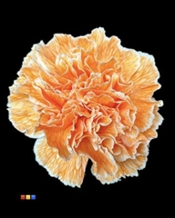 Dianthus St Salmon