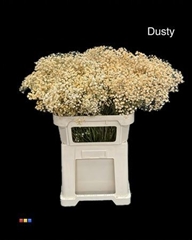 Gyps Xlence Dusty Pastel Orange