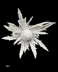 Eryngium Snowed