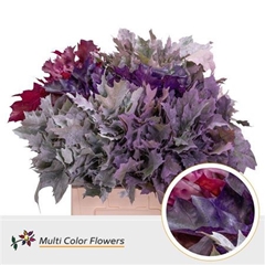 Querc Rubra Klb 21% 60cm