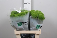 Di Barb Kiwi Cool 60cm