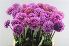 Dahl Caitlins Joy 65cm