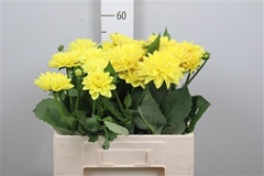 Dahl Sunlady 60cm