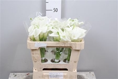 Zant Crystal Blush 50cm