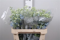 Delph El Dewi Boy 80cm 34
