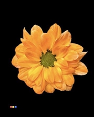 Chr S Bouncer Apricot
