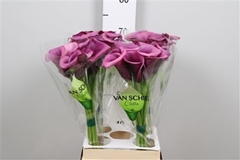 Zant Durban 70cm