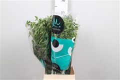 Chasm Latifol Mantis 80cm