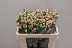 Dianthus Sp Minuetto (shelf)