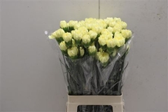 Di St Hermes Yellow