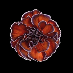 Dianthus St Bonaire