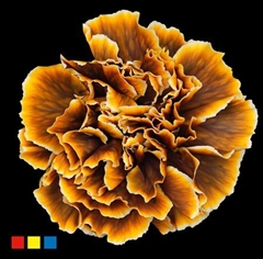Dianthus St Gothic Yellow
