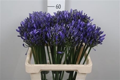 Agap Uri 60cm