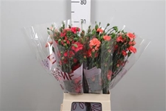 Di Tr Gem In Fust 70cm 23