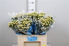 Hyp Coco Gelato 60cm