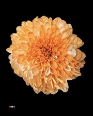 Chr S Cash Pastel Orange