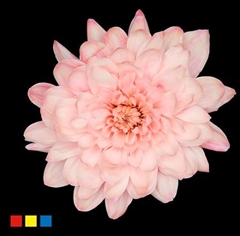 Chr T Altaj Coral Blush