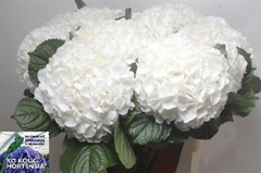Hydr M Allure 80cm 19cm Ø