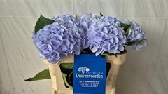 Hydr M Verena Blue 75cm 20cm Ø