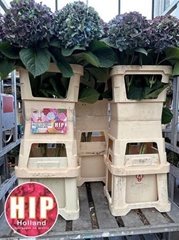 Hydr Ma Pimpernel Cl 120cm 28cm Ø
