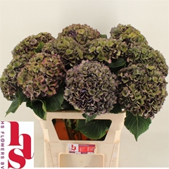 Hydr M Mon Amour Cl 80cm 20cm Ø