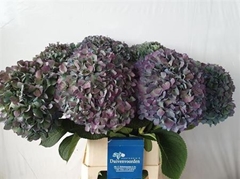 Hydr Ma Pimpernel Cl 100cm 26cm Ø