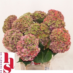 Hydr M Rodeo (CL) 80cm 22cm Ø