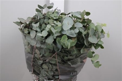 Euca Cinerea P Bunch 70cm 200gram
