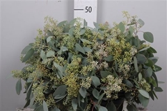 Euc Polyan Frui P Bs 50cm 150gram