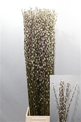 Salix Ca Snow Flake 120cm