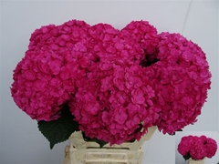 Hydr M Roy Anastasia 60cm 16cm Ø